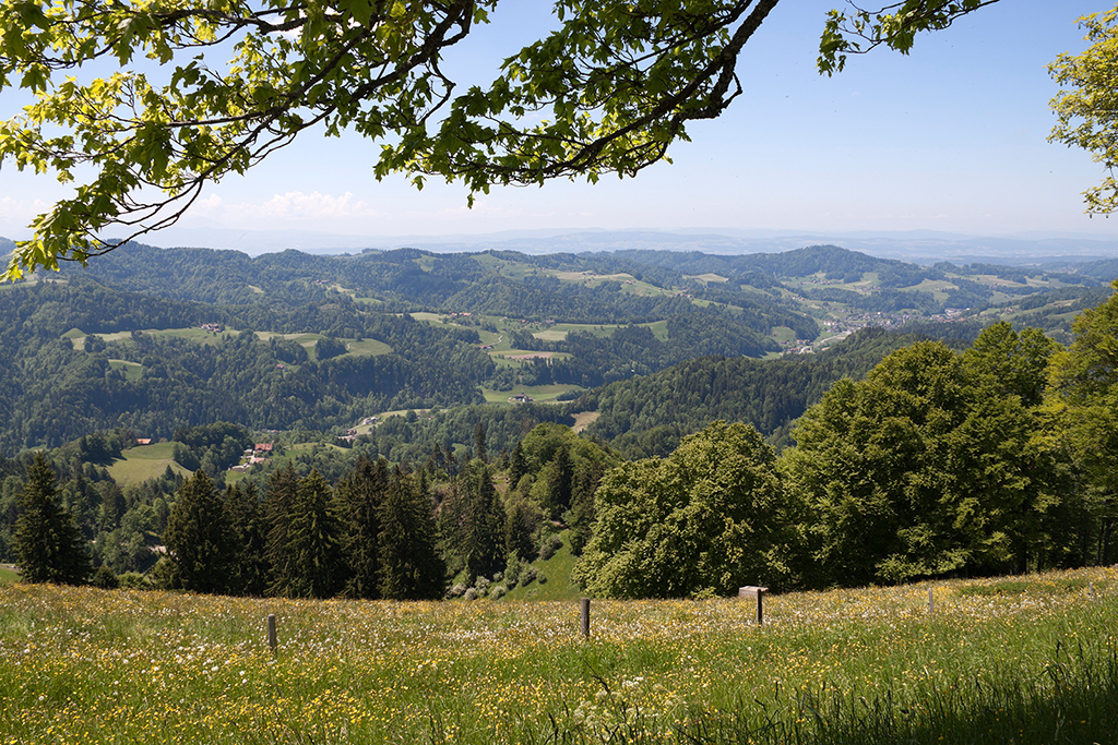 Aussicht vom Hoernli 1.jpg